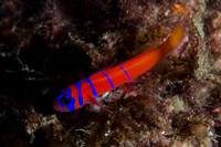 Channel Islands 2012
