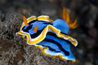 Lembeh 2013 - Nudibranchs