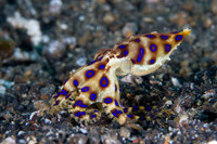 Lembeh 2013 - Critters
