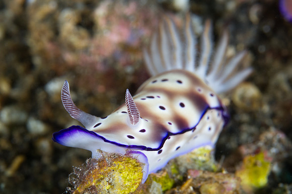 Risbecia tryoni