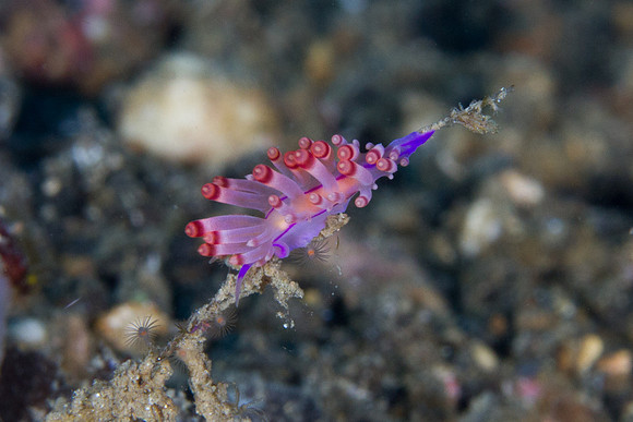 Flabellina rubrolineata