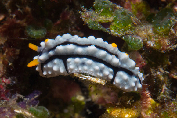 Phyllidia elegans