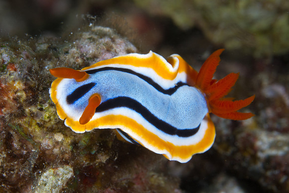Chromodoris annae