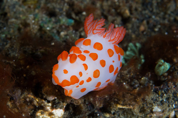 Gymnodoris impudica