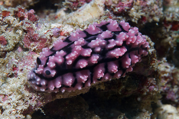 Phyllidiopsis krempfi