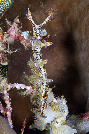 Bornella anguilla