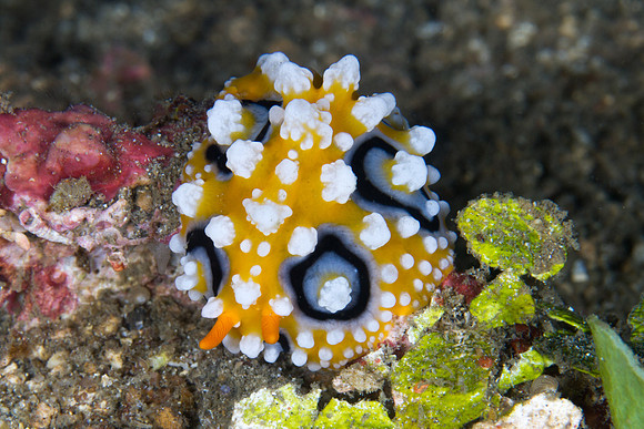 Phyllidia ocellata