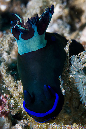 Tambja morosa