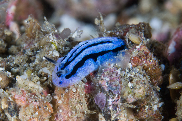 Phyllidiopsis annae