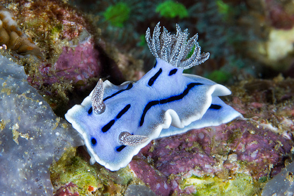 Chromodoris willani