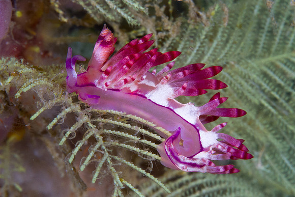 Flabellina rubrolineata
