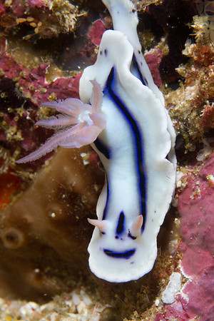 Chromodoris lochi
