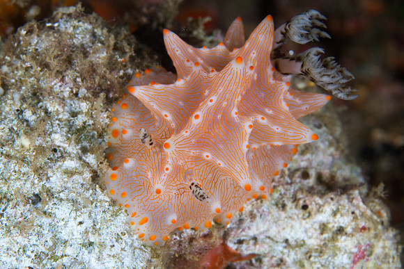 Halgerda batangas