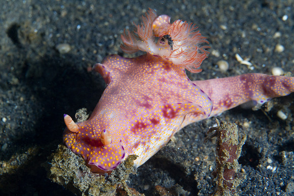 Ceratosoma gracillimum