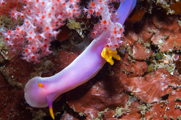 Risbecia apolegma