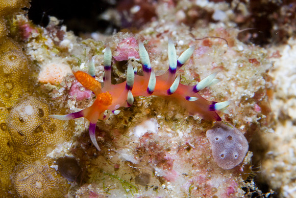 Flabellina exoptata