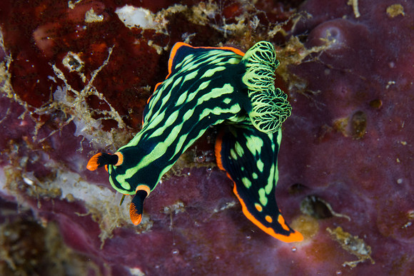 Nembrotha kubaryana