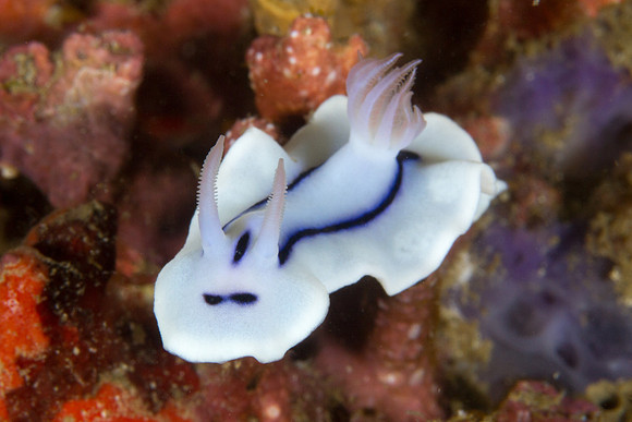 Chromodoris lochi