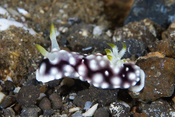 Chromodoris geometrica