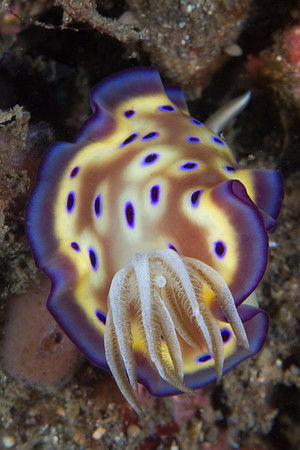 Chromodoris kuniei