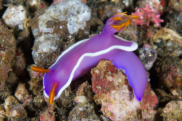 Hypselodoris bullockii