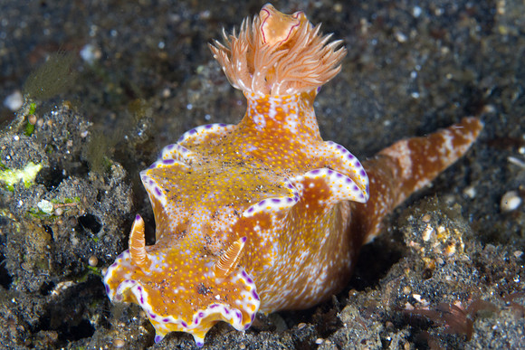 Ceratosoma tenue
