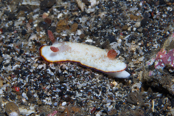 Chromodoris preciosa