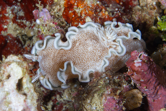 Glossodoris hikuerensis