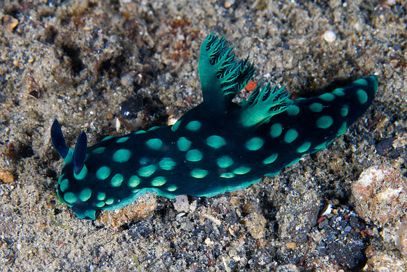 Nembrotha cristata