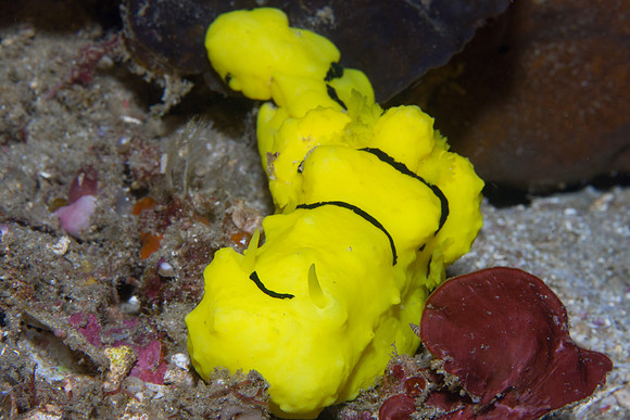 Aegires minor