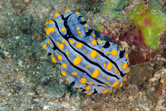 Phyllidia varicosa