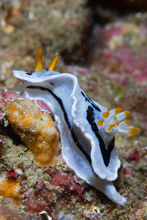 Chromodoris dianae