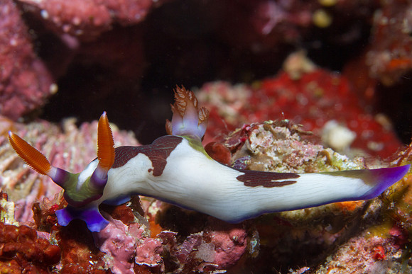 Nembrotha chamberlaini