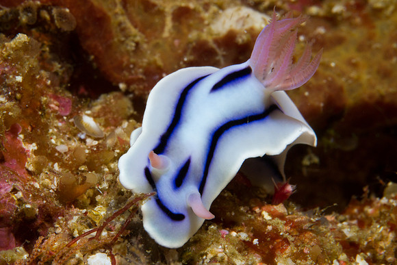 Chromodoris lochi