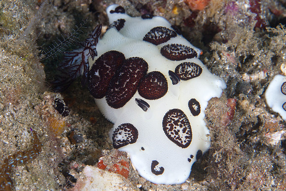 Jorunna funebris
