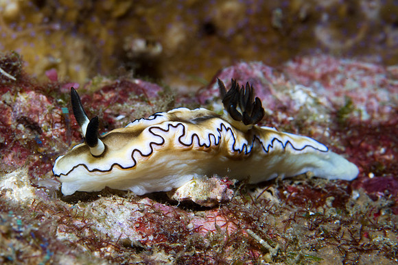 Glossodoris atromarginata