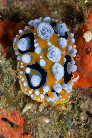 Phyllidia ocellata