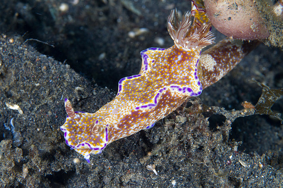 Ceratosoma tenue