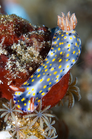 Hypselodoris infucata