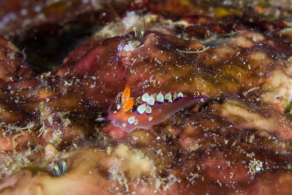Flabellina exoptata