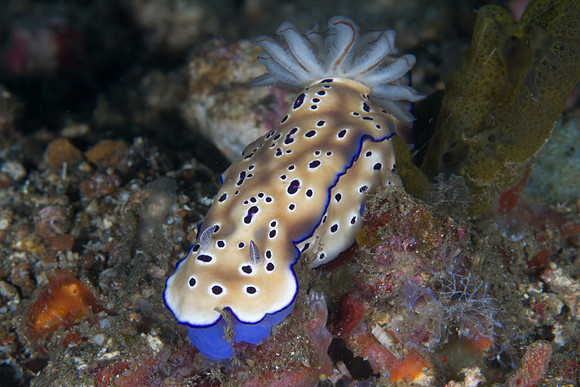 Risbecia tryoni