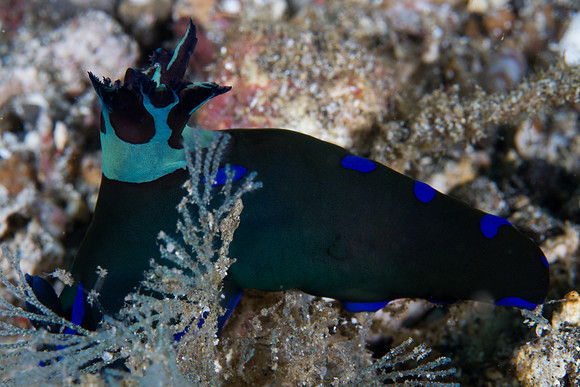 Tambja morosa