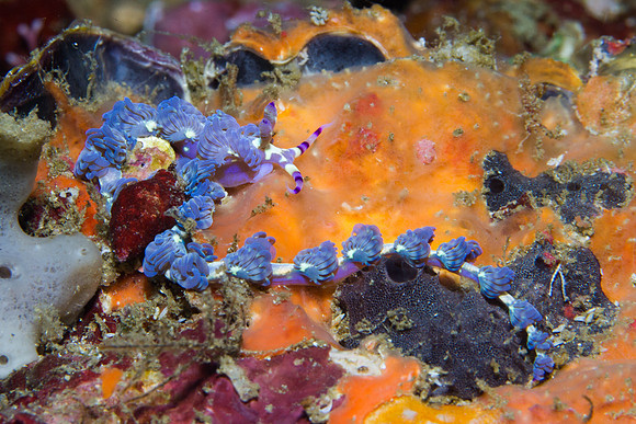 Pteraeolidia ianthina