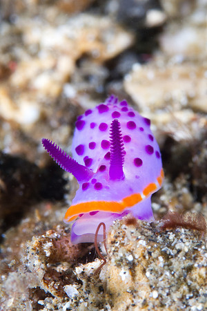 Mexichromis mariei
