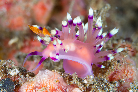 Flabellina exoptata