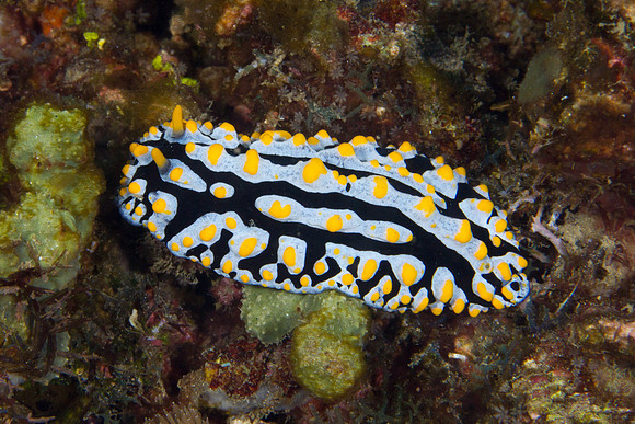 Phyllidia varicosa