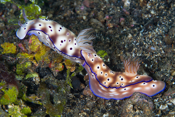 Risbecia tryoni