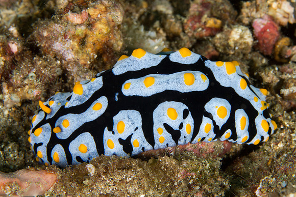 Phyllidia varicosa