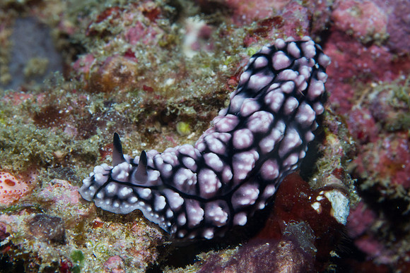 Phyllidiopsis krempfi