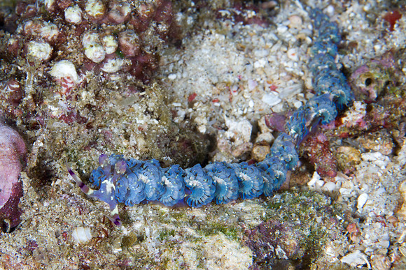 Pteraeolidia ianthina